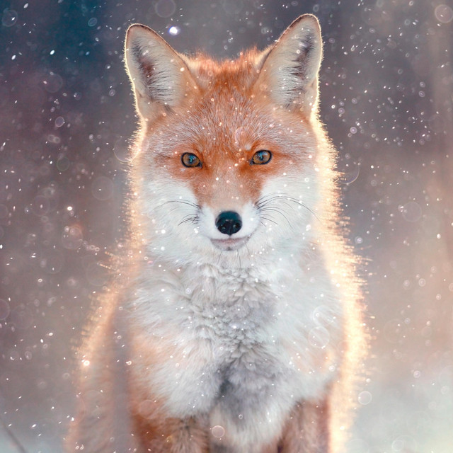 Quiet Majesty cover art