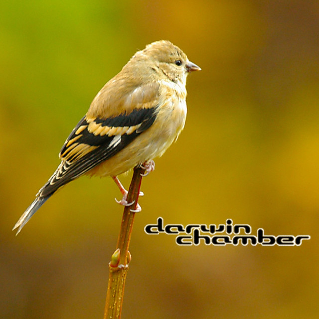 3-D Songbirds cover art