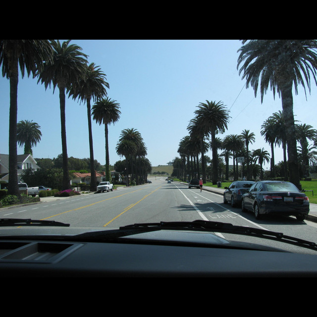 PALM TREES cover art