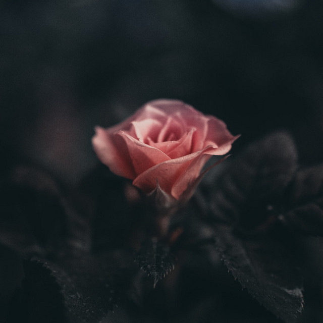 Left in the dark cover art