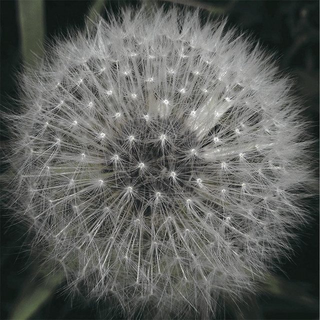 Meanwhile Gardens cover art