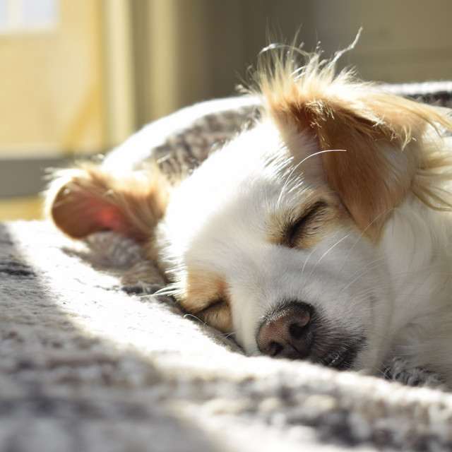Sensationally Sleepy Music for Your Dog at Home cover art