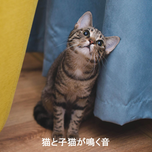 猫と子猫が鳴く音 cover art