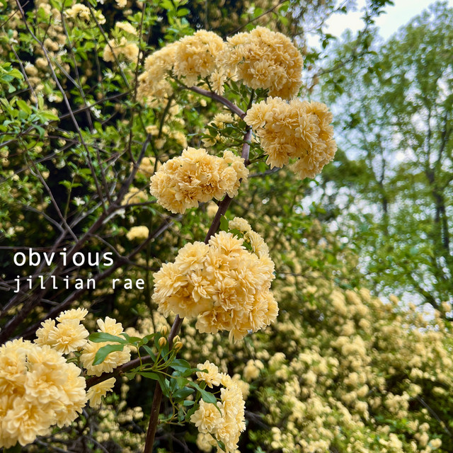 Obvious cover