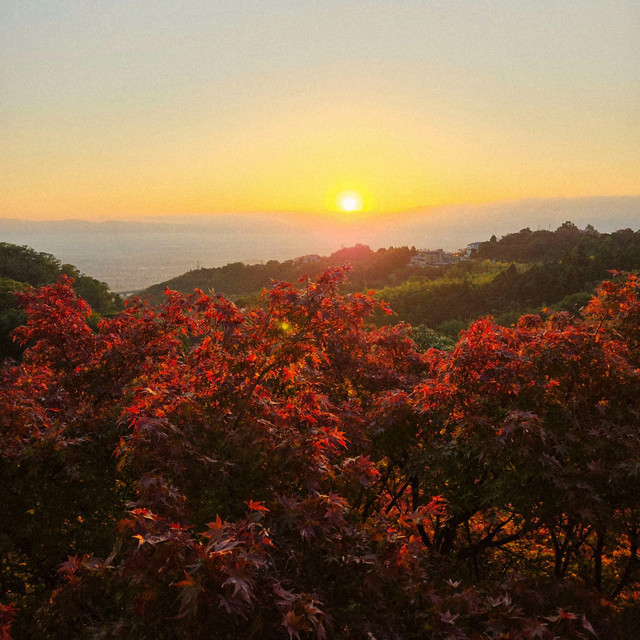 Koyo album image