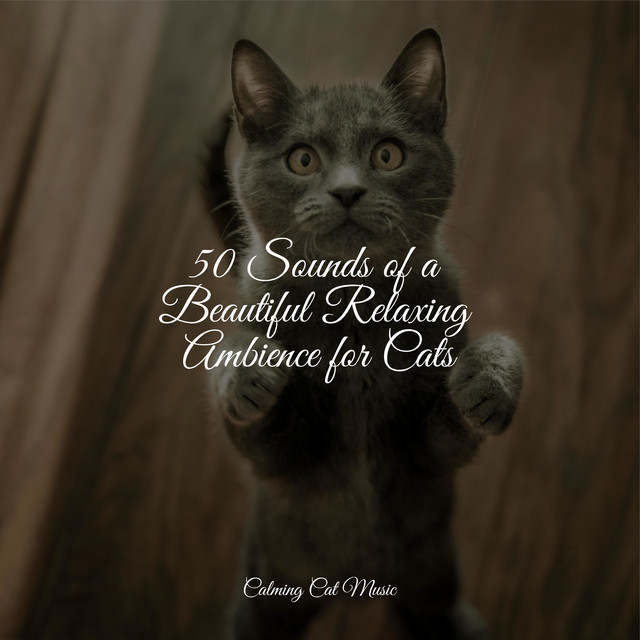 50 Sounds of a Beautiful Relaxing Ambience for Cats cover art