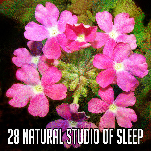 28 Natural Studio Of Sleep - Album by Forest Sounds | Spotify