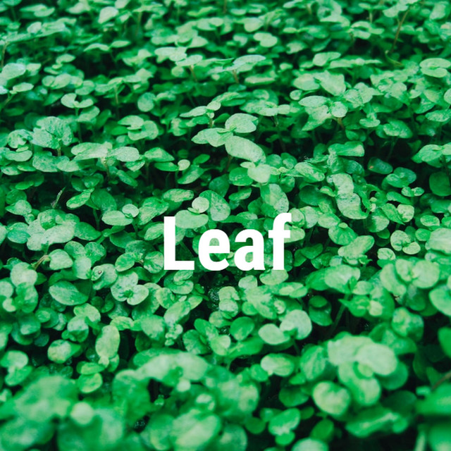 Leaf cover art
