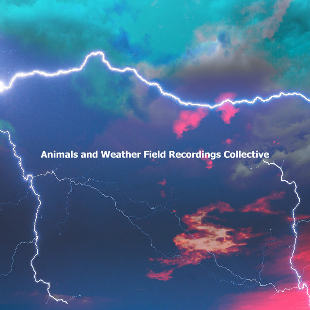 Animals and Weather Field Recordings Collective cover art