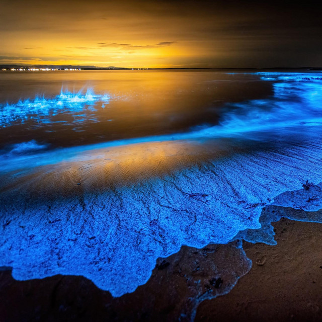 Bioluminescence cover