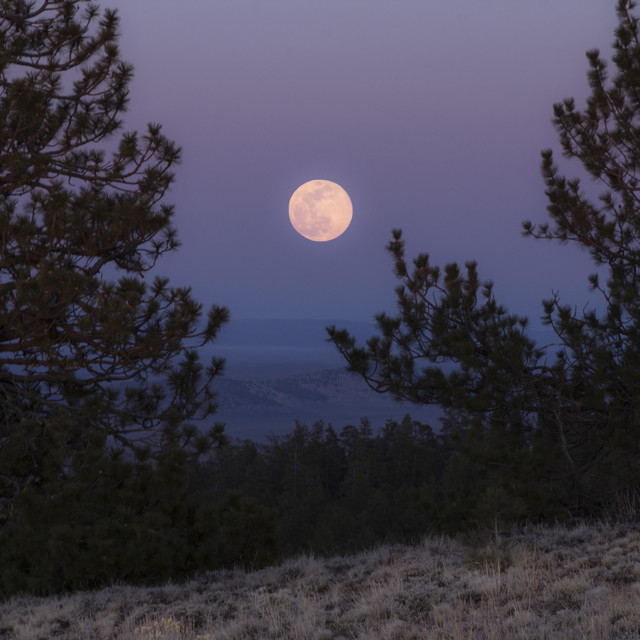 Moonlight