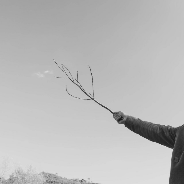Like A Branch album image