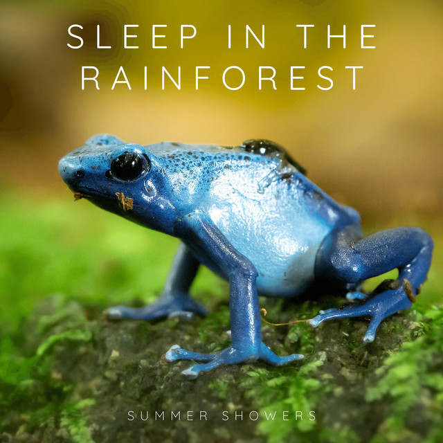 Sleep in the Rainforest cover art