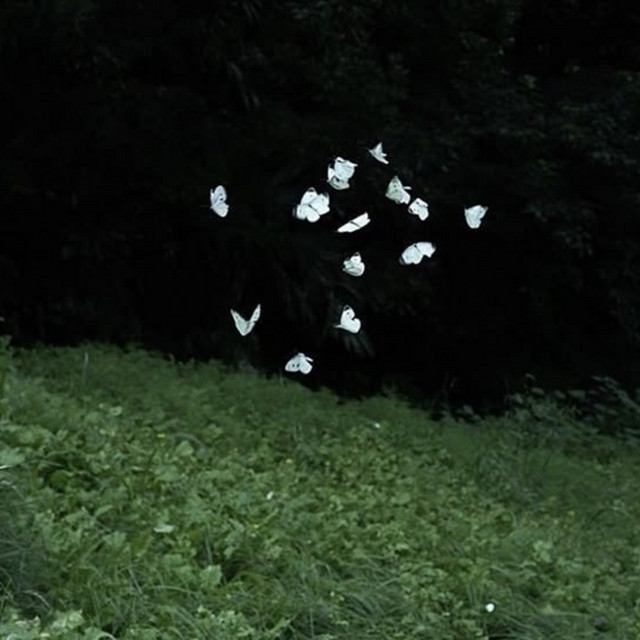 Butterflies cover art