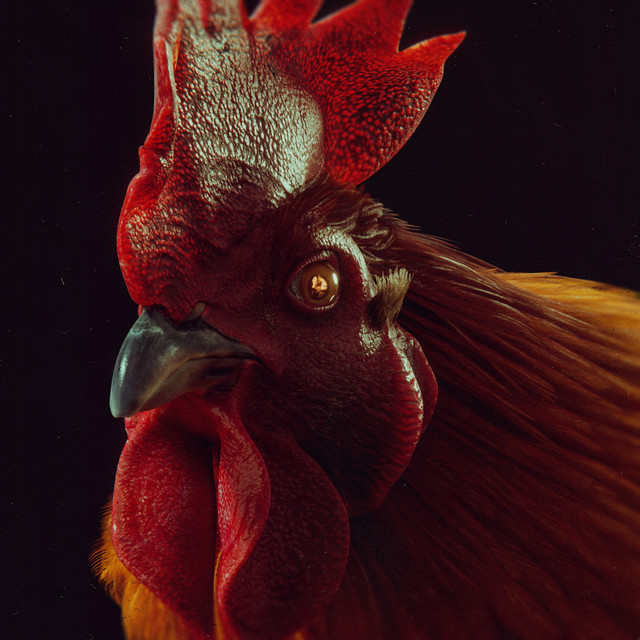 Mojubá cover