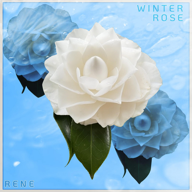 Winter Rose cover art