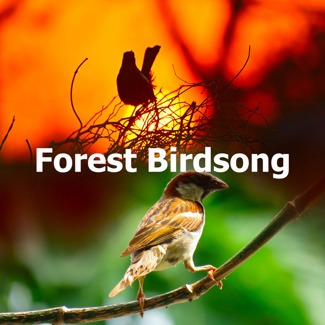 Forest Birdsong - Album by Singing Birds | Spotify