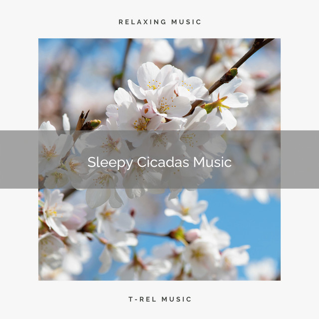 1 Sleepy Cicadas Music cover art