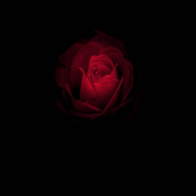 Iti Aduc Toti Trandafirii cover art