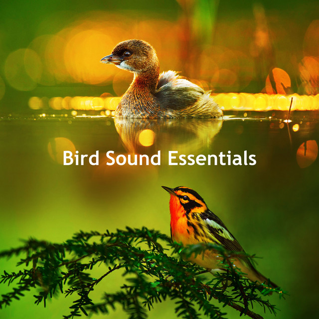 Bird Sound Essentials - Album by Bird Recordings | Spotify