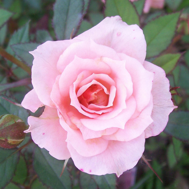 A Picture of a Flower cover art