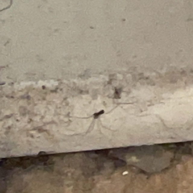 spider (part 1) cover art