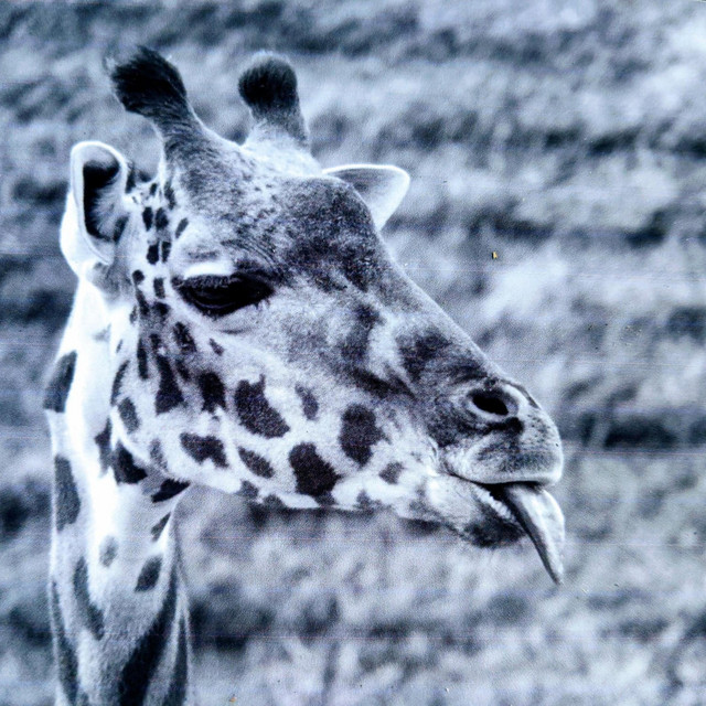 Dave Johnson & the Truth - The Giraffe Song