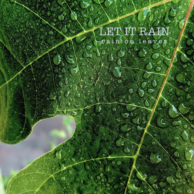 Rain on Leaves by Let It Rain