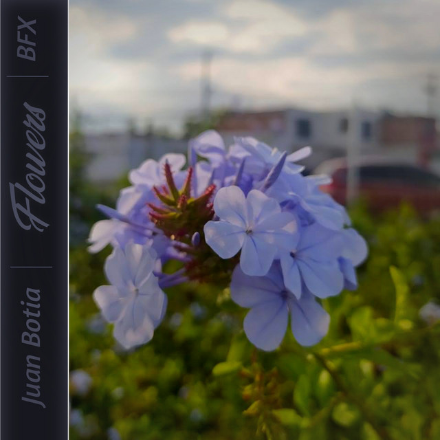 Flowers cover art