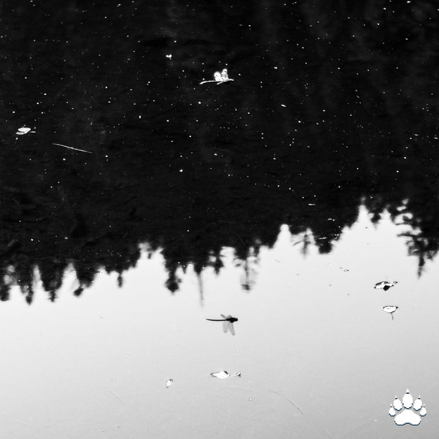 Constellations cover
