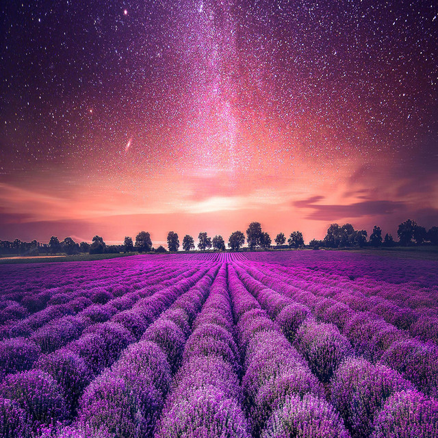 Lavender Sky cover art