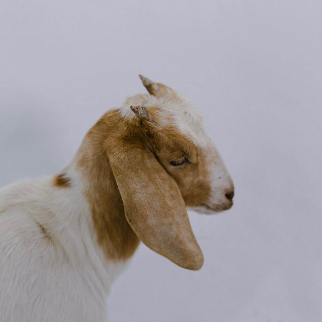 NA FALTA DE UMA/ VIAJA NO SOM/ INDEPENDENTE DE TUDO QUE FAÇO. GOATSTAR VOL.1