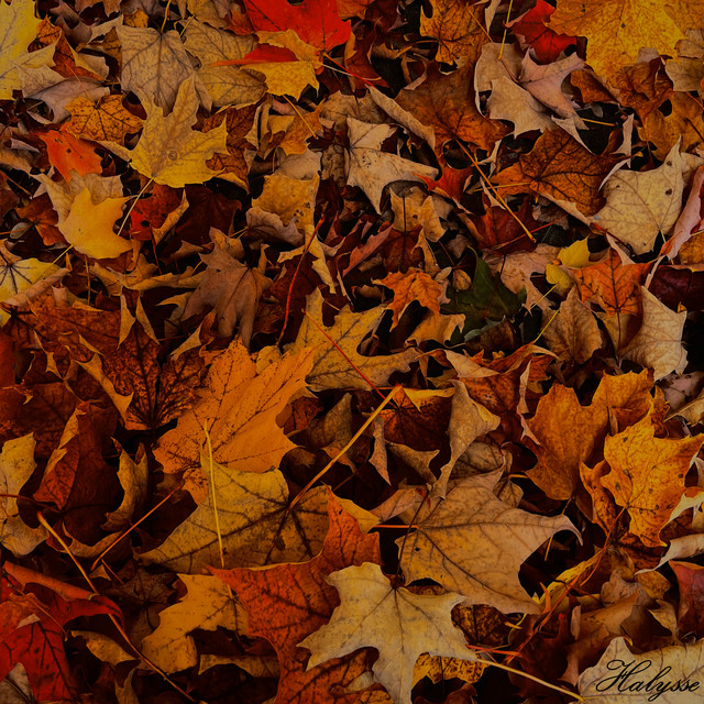 Promenade D'Automne