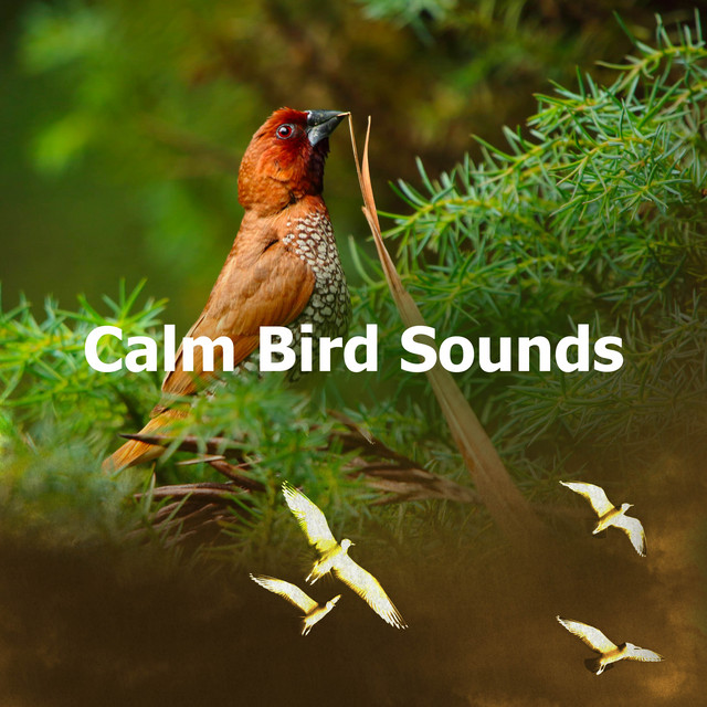 Calm Bird Sounds - Album by Bird Sounds | Spotify