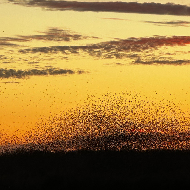 these birds took a shit on my car cover art