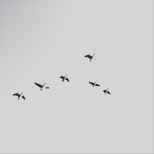 Helicopters cover