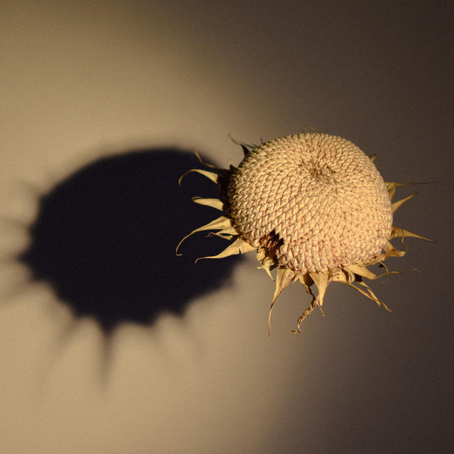 Sunspot cover art