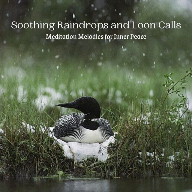 Soothing Raindrops and Loon Calls: Meditation Melodies for Inner Peace cover art