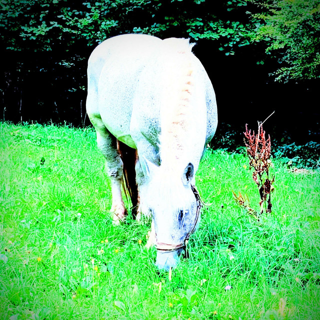 about the elephant by Firebug Invasion!