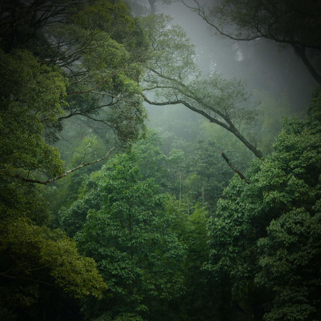 Stress Relief with Amazon Rainforest Sounds and Singing Birds - Single ...