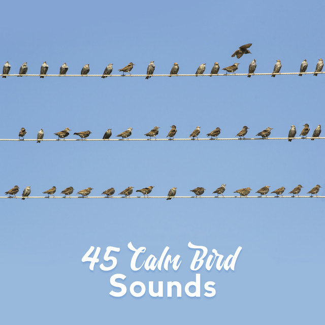 45 Calm Bird Sounds - Album by Calm Bird Sounds | Spotify