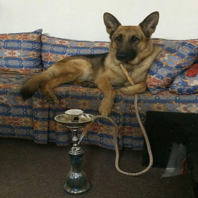 Kemancı Mızrap Kış Masalı