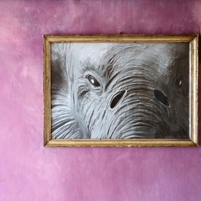 Elephant cover