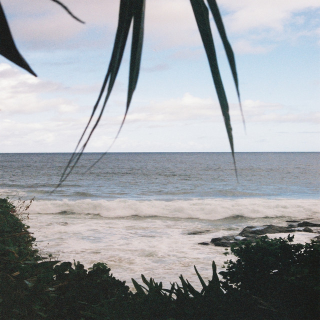 Palm View album image