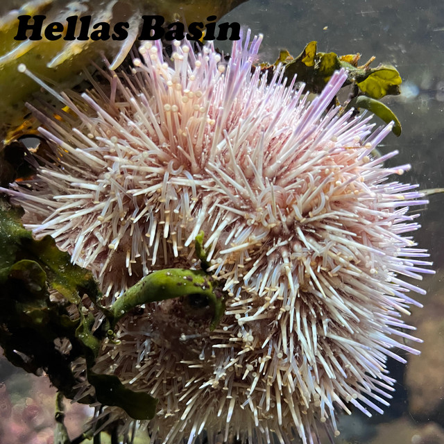 Hellas Basin