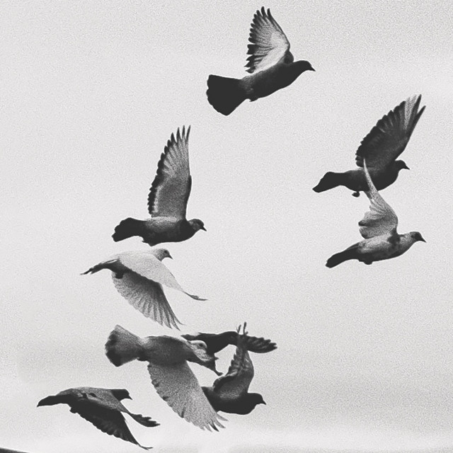 The Almighty Birds cover art