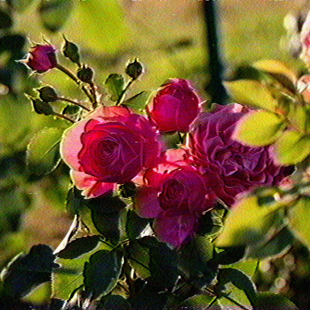 Rose