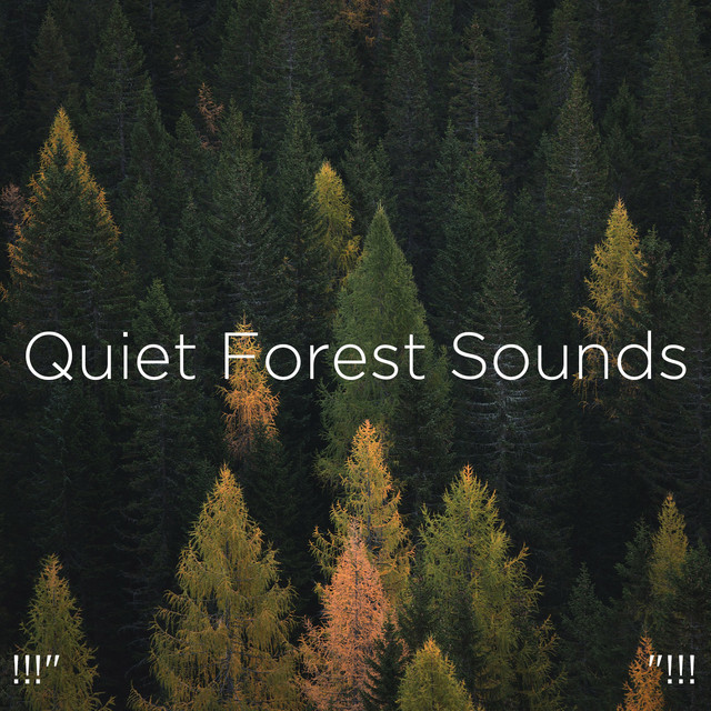 Quiet Forest Sounds 