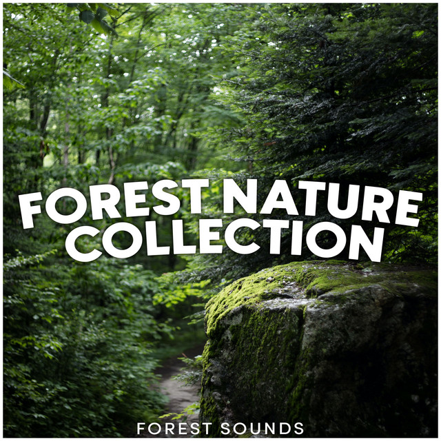 Forest Nature Collection - Album by Forest Sounds | Spotify
