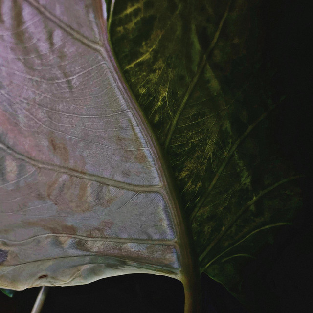 alocasia
